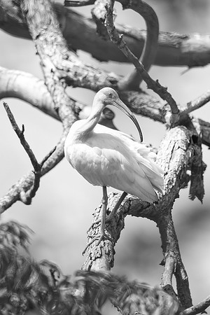 Bertazzoni, Jamaica, Nikon, artistic, beak, colors, feathers, fishing, "flying egret", heron, legs, migration, nature, nesting, panning, parade, pond, safari, swamp, "white egret"