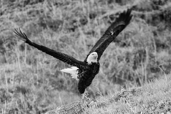 Bertazzoni, "Grand Teton", Nikon, "North America", USA, Yellowsyone, "bald eagle", beak, "birds of prey", claws, colors, eagle, feathers, flying, icon, nature, nest, predator, scenic, sky, wings, "bla