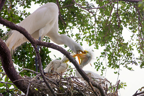 Bertazzoni, Jamaica, Nikon, artistic, beak, colors, feathers, fishing, "flying egret", heron, legs, migration, nature, nesting, panning, parade, pond, safari, swamp, "white egret"