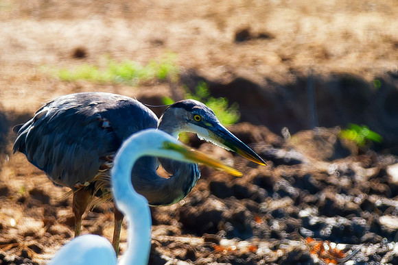 buddies, Bertazzoni, Nikon, Texas, bird, "black & white", feathers, fishing, "great Blue Heron", lake, migration, nature, park, peak, pond, swamp, "wading bird", wildlife, wings
