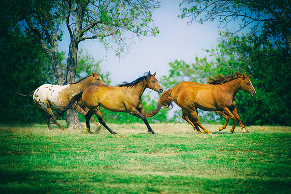 Bertazzoni, Horses, Nikon, Texas, animals, appaloosa, cowboys, nature, "paint horse", pasture, prairie, "quarter horse", appaloosa, indians, racing, main, tails, hoofs, riding, spots,