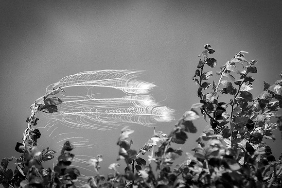 feathers, "black & white",  abstract, nature, artistic, leafs, Nikon, Bertazzoni, wind, breeze,