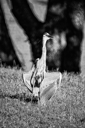 Africa, beak, bird, bird, black, claws, colors, colors, details, ducks, eating, feathers, flying, forest, garden, "grey heron", hen, hunting, jungle, park, posing, predator, prey, resting, safari, sav