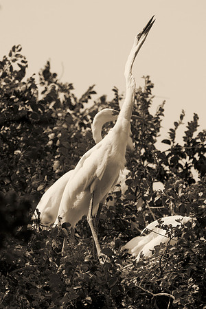Bertazzoni, Jamaica, Nikon, artistic, beak, colors, feathers, fishing, "flying egret", heron, legs, migration, nature, nesting, panning, parade, pond, safari, swamp, "white egret"
