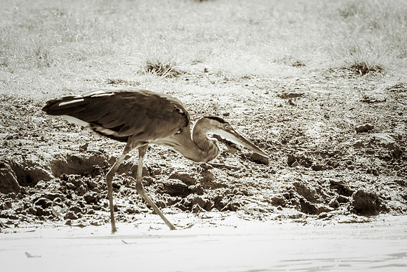 Bertazzoni, Nikon, Texas, bird, "black & white", feathers, fishing, "great Blue Heron", lake, migration, nature, park, peak, pond, swamp, "wading bird", wildlife, wings
