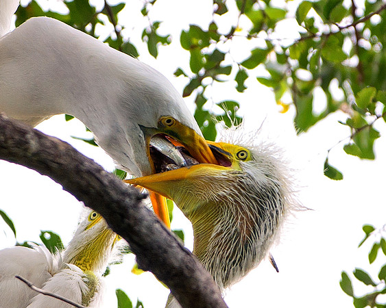 Bertazzoni, Jamaica, Nikon, artistic, beak, colors, feathers, fishing, "flying egret", heron, legs, migration, nature, nesting, panning, parade, pond, safari, swamp, "white egret"