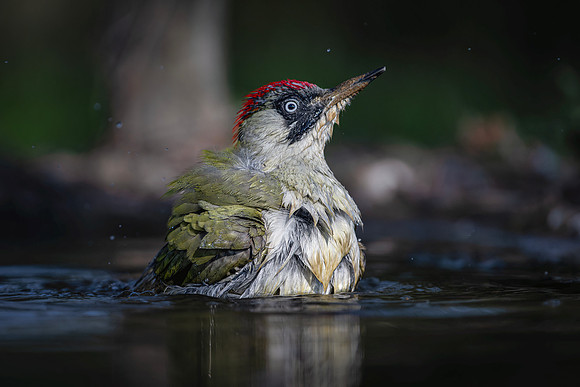 European Green Woodpecker