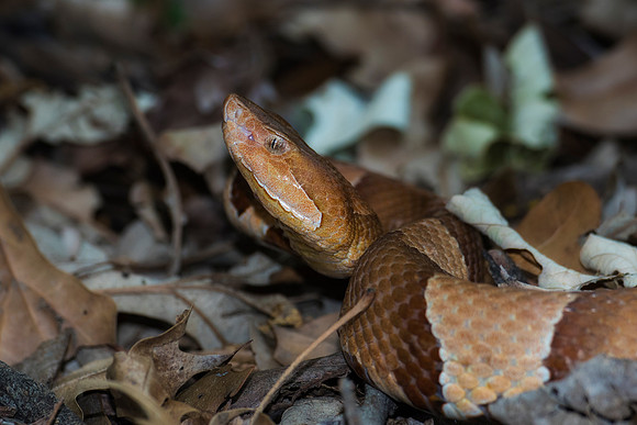 Bertazzoni, Nikon, bite, colors, details, garden, insect, jungle, leather, nature, poison, reptile, skin, snake, trees, venom, zoo, copperhead, scales, texas, USA, camouflage