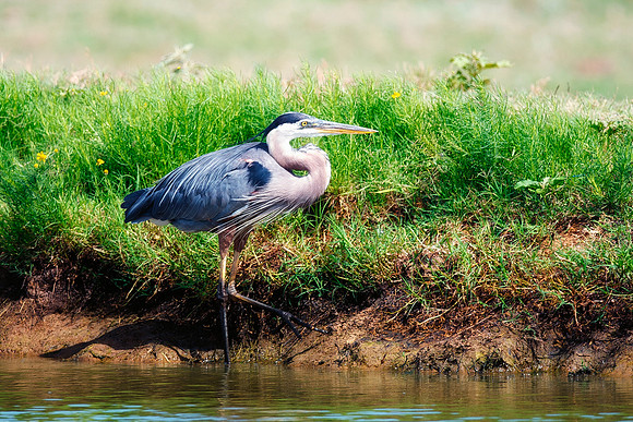 Bertazzoni, Nikon, Texas, bird, "black & white", feathers, fishing, "great Blue Heron", lake, migration, nature, park, peak, pond, swamp, "wading bird", wildlife, wings