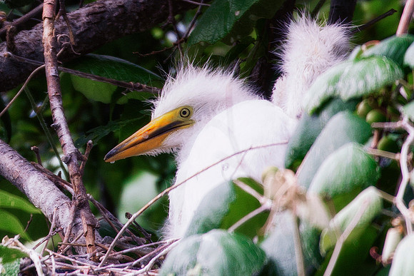 Bertazzoni, Jamaica, Nikon, artistic, beak, colors, feathers, fishing, "flying egret", heron, legs, migration, nature, nesting, panning, parade, pond, safari, swamp, "white egret"