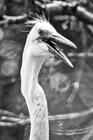 Bertazzoni, Jamaica, Nikon, artistic, beak, colors, feathers, fishing, "flying egret", heron, legs, migration, nature, nesting, panning, parade, pond, safari, swamp, "white egret"