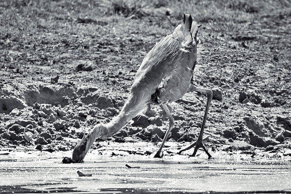 Bertazzoni, Nikon, Texas, bird, "black & white", feathers, fishing, "great Blue Heron", lake, migration, nature, park, peak, pond, swamp, "wading bird", wildlife, wings