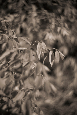Bertazzoni, Nikon, contrast, highlights, home, lensbaby, love, nursery, petals, red, red, "Showy Evening Primerose", romantic, rose, rose, spines, structure, yard, lomography, Petzval, Texas, "black &