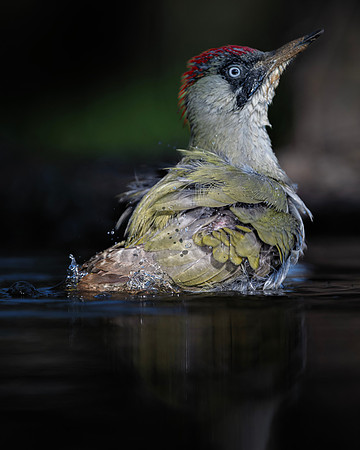 European Green Woodpecker