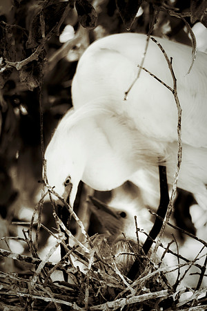 Bertazzoni, Jamaica, Nikon, artistic, beak, colors, feathers, fishing, "flying egret", heron, legs, migration, nature, nesting, panning, parade, pond, safari, swamp, "white egret"