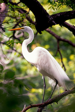 Bertazzoni, Jamaica, Nikon, artistic, beak, colors, feathers, fishing, "flying egret", heron, legs, migration, nature, nesting, panning, parade, pond, safari, swamp, "white egret"