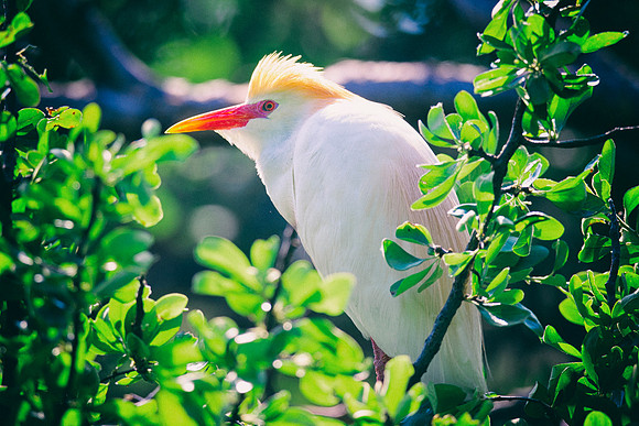 Bertazzoni, Jamaica, Nikon, artistic, beak, colors, feathers, fishing, "flying egret", heron, legs, migration, nature, nesting, panning, parade, pond, safari, swamp, "white egret"