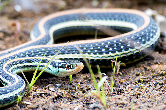 Bertazzoni, "Black & white", Nikon, USA, bite, camouflage, colors, "Western Ribbonsnake", details, garden, insect, jungle, leather, nature, poison, reptile, scales, skin, snake, texas, trees, venom, z