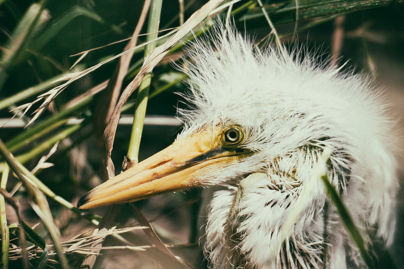 Bertazzoni, Jamaica, Nikon, artistic, beak, colors, feathers, fishing, "flying egret", heron, legs, migration, nature, nesting, panning, parade, pond, safari, swamp, "white egret"