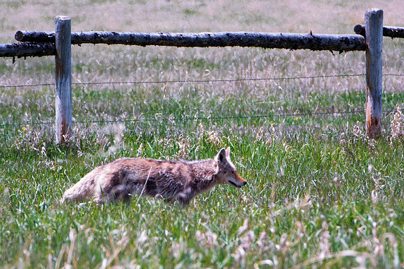 Africa, Bertazzoni, Nikon, Texas, USA, coyote, guarding, predator, "running coyote", scavengers, wildlife, "Grand Teton",