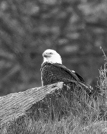 Bertazzoni, "Grand Teton", Nikon, "North America", USA, Yellowsyone, artistic, "bald eagle", beak, "birds of prey", "black & white", claws, colors, eagle, feathers, flying, icon, nature, nest, predato