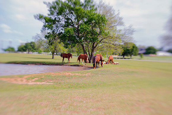 Bertazzoni, Hollywood, Indians, Nikon, appaloosa, boots, boy, bridle, buckskin, circus, cow, far, "far west", horses, jockey, legs, main, mustangs, paint, palomino, pinto, prairie, quarter, race, sadd