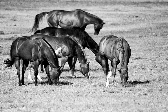 Bertazzoni, Indians, Nikon, Texas, apha, boys, bridles, burro, colors, couple, "cow boys", donkey, "far west", halter, harness, herd, hoofs, horse, mustang, pack, paint, pioneers, portrait, "powerful