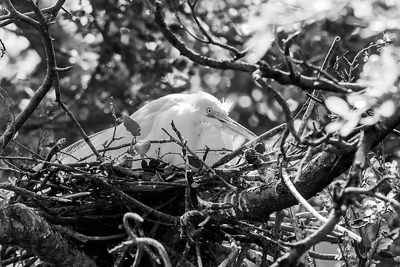Bertazzoni, Jamaica, Nikon, artistic, beak, colors, feathers, fishing, "flying egret", heron, legs, migration, nature, nesting, panning, parade, pond, safari, swamp, "white egret"