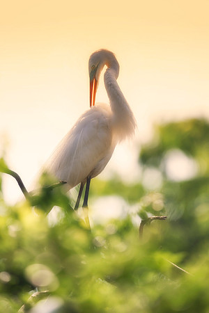 Bertazzoni, Jamaica, Nikon, artistic, beak, colors, feathers, fishing, "flying egret", heron, legs, migration, nature, nesting, panning, parade, pond, safari, swamp, "white egret"