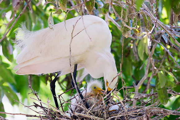 Bertazzoni, Jamaica, Nikon, artistic, beak, colors, feathers, fishing, "flying egret", heron, legs, migration, nature, nesting, panning, parade, pond, safari, swamp, "white egret"