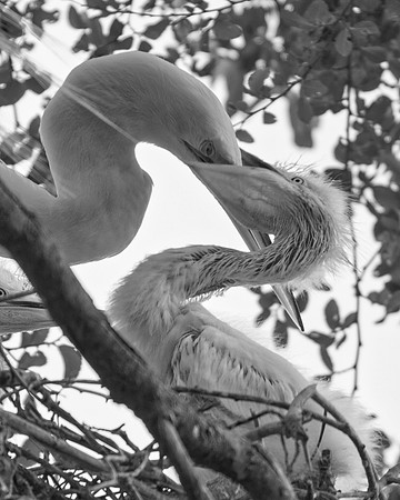 Feeding