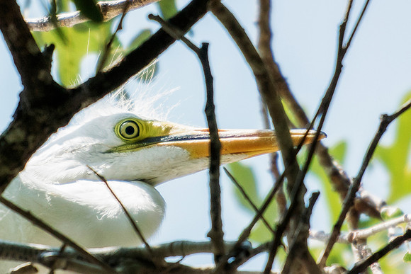 Bertazzoni, Jamaica, Nikon, artistic, beak, colors, feathers, fishing, "flying egret", heron, legs, migration, nature, nesting, panning, parade, pond, safari, swamp, "white egret"