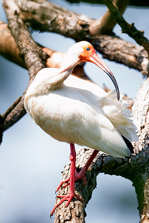 Bertazzoni, Jamaica, Nikon, artistic, beak, colors, feathers, fishing, "flying egret", heron, legs, migration, nature, nesting, panning, parade, pond, safari, swamp, "white egret"