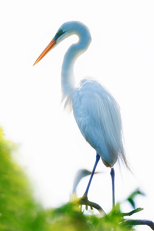 Bertazzoni, Jamaica, Nikon, artistic, beak, colors, feathers, fishing, "flying egret", heron, legs, migration, nature, nesting, panning, parade, pond, safari, swamp, "white egret"