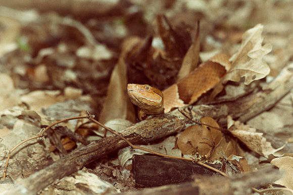 Bertazzoni, Nikon, bite, colors, details, garden, insect, jungle, leather, nature, poison, reptile, skin, snake, trees, venom, zoo, copperhead, scales, texas, USA, camouflage