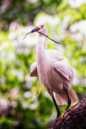 Bertazzoni, Jamaica, Nikon, artistic, beak, colors, feathers, fishing, "flying egret", heron, legs, migration, nature, nesting, panning, parade, pond, safari, swamp, "white egret"