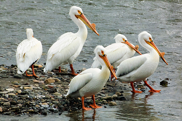 Bertazzoni, Kenya, Namibia, Pelican, "Walvis Bay", beak, colors, feathers, fishing, flying, hunting, lake, lakes, nature, nesting, ocean, "pink backed pelican", rivers, wings, "American White Pelican"