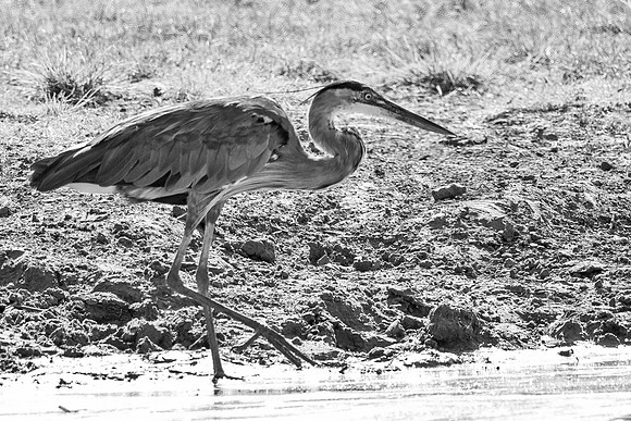 Bertazzoni, Nikon, Texas, bird, "black & white", feathers, fishing, "great Blue Heron", lake, migration, nature, park, peak, pond, swamp, "wading bird", wildlife, wings