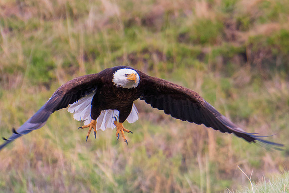 Bertazzoni, "Grand Teton", Nikon, "North America", USA, Yellowsyone, "bald eagle", beak, "birds of prey", claws, colors, eagle, feathers, flying, icon, nature, nest, predator, scenic, sky, wings, "bla