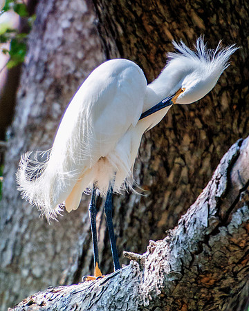 Bertazzoni, Jamaica, Nikon, artistic, beak, colors, feathers, fishing, "flying egret", heron, legs, migration, nature, nesting, panning, parade, pond, safari, swamp, "white egret"