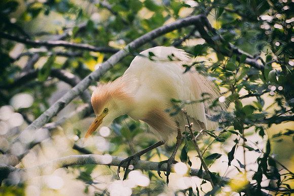 Bertazzoni, Jamaica, Nikon, artistic, beak, colors, feathers, fishing, "flying egret", heron, legs, migration, nature, nesting, panning, parade, pond, safari, swamp, "white egret"