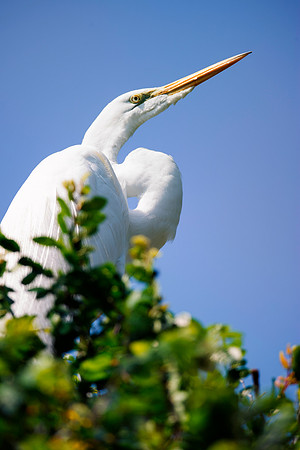 Bertazzoni, Jamaica, Nikon, artistic, beak, colors, feathers, fishing, "flying egret", heron, legs, migration, nature, nesting, panning, parade, pond, safari, swamp, "white egret"