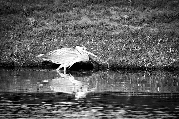 Africa, beak, bird, bird, black, claws, colors, colors, details, ducks, eating, feathers, flying, forest, garden, "grey heron", hen, hunting, jungle, park, posing, predator, prey, resting, safari, sav
