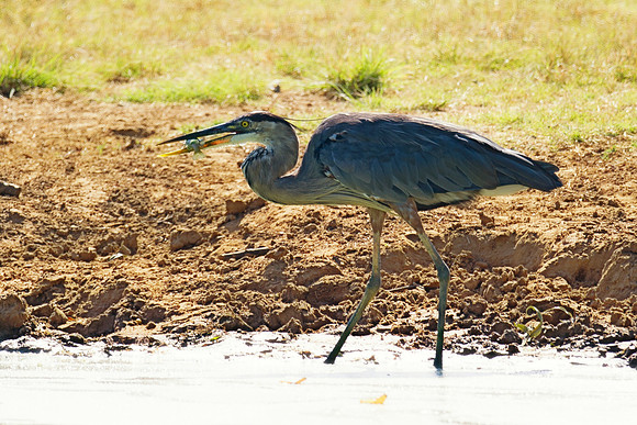 Bertazzoni, Nikon, Texas, bird, "black & white", feathers, fishing, "great Blue Heron", lake, migration, nature, park, peak, pond, swamp, "wading bird", wildlife, wings