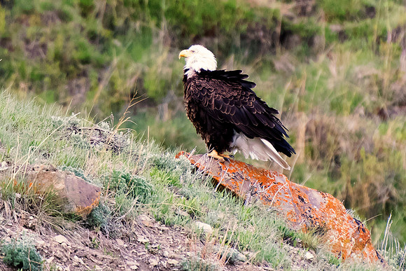 Bertazzoni, "Grand Teton", Nikon, "North America", USA, Yellowsyone, "bald eagle", beak, "birds of prey", claws, colors, eagle, feathers, flying, icon, nature, nest, predator, scenic, sky, wings, "bla