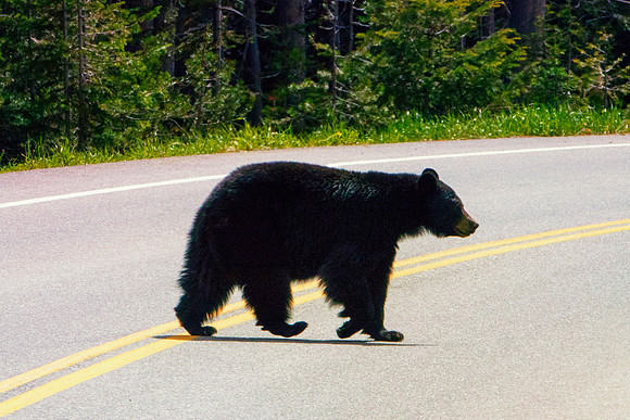 Bertazzoni, "Big Bend", Nikon, attack, "black Bear", cubs, food, hiking, honey, nature, parks, trash, wildlife, yogi, "Grand Teton", Nikon, bertazzoni