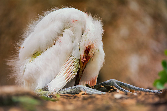 Bertazzoni, Jamaica, Nikon, artistic, beak, colors, feathers, fishing, "flying egret", heron, legs, migration, nature, nesting, panning, parade, pond, safari, swamp, "white egret"