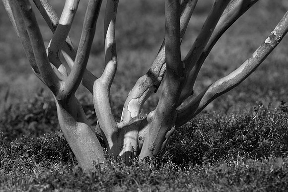 Bertazzoni, Nikon, abstract, artistic, "black & white", "broken log", countryside, firewood, garden, nature, "small logs"