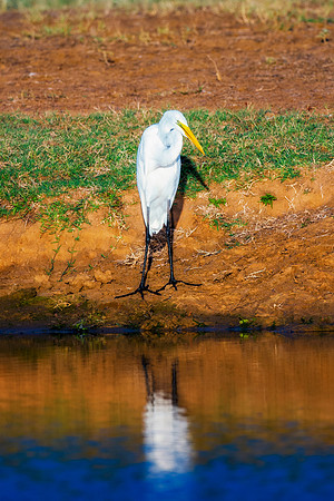 Bertazzoni, Nikon, Texas, bird, "black & white", feathers, fishing, "great Blue Heron", lake, migration, nature, park, peak, pond, swamp, "wading bird", wildlife, wings