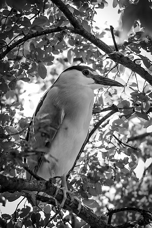 Bertazzoni, Jamaica, Nikon, artistic, beak, colors, feathers, fishing, "flying egret", heron, legs, migration, nature, nesting, panning, parade, pond, safari, swamp, "white egret"